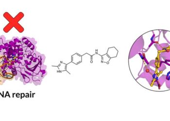 DNA repair