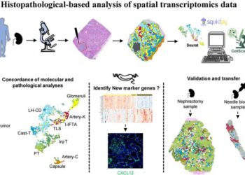 Histopathological-based analysis of spatial transcriptomics data