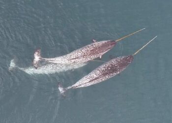 Unicorn of the Sea