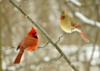 American cardinals - life in the fast lane