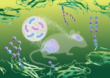 20250127_GutMicrobiome_gycosylationBrain_SavitskiGroup_FINAL