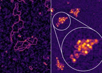 Hepatitis B Virus