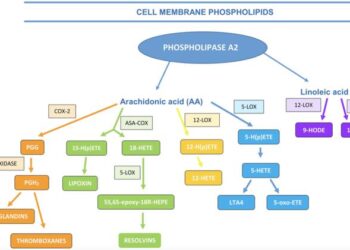 The profile of oxidative stress markers (arachidonic and linoleic acid derivatives) in patients with benign prostatic hyperplasia in relation to metabolic syndrome
