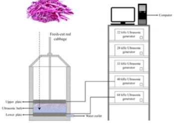 HOW TO CLEAN FRESH-CUT RED CABBAGE WITH ULTRASOUND