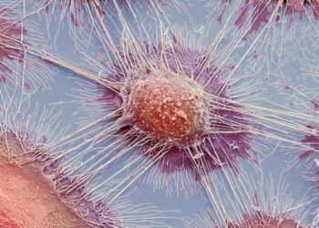 Mitochondrial transfer and metabolic reprogramming of the tumor microenvironment aid cancer immune evasion