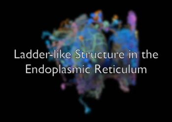 High-resolution imaging reveals ladder-like structure of the endoplasmic reticulum in neurons