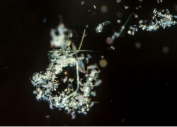 Marine Particles Play a Crucial Role in Nitrogen Fixation in