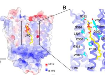 Translocation pathway and substrate binding site of SPNS1