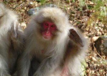 Self-scratching of Japanese macaques