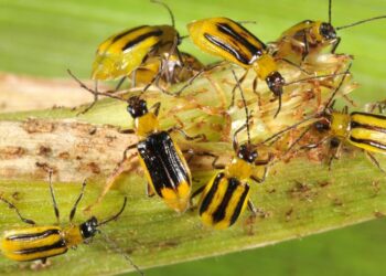 Declining corn rootworm resistance