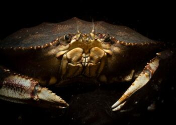 Dungeness crab