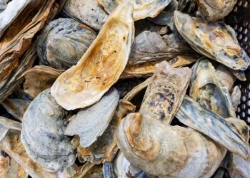 Oyster Shells