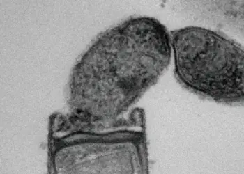 Minisyncoccus archaeiphilus strain PMX.108T