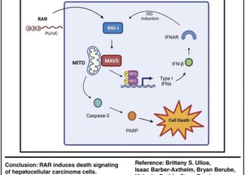 Synthetic RIG-I-Agonist RNA Induces Death of Hepatocellular Carcinoma Cells