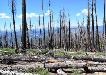 Wildfires