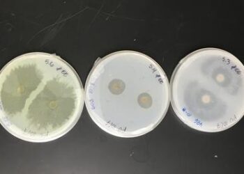 Marine fungi eating plastic