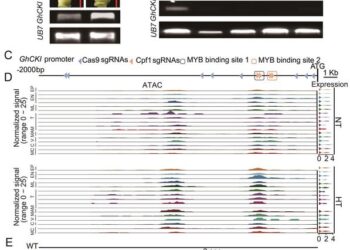 Figure 1. Mutation of GhCKI promoter by CRISPR/Cas9 and CRISPR/Cpf1.