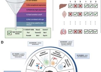 Researchers Discover Age-Invariant Genes That Could Revolutionize Aging Studies