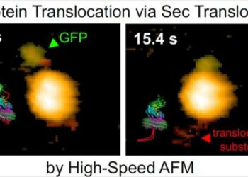 Researchers visualize first-ever real-time bacterial protein translocation via the SecYEG-SecA complex