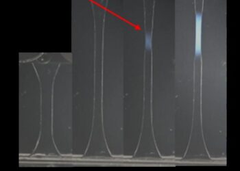 A double network hydrogel being stretched to different lengths
