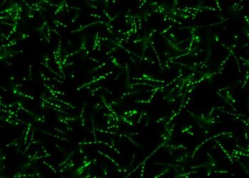 Neon Green Condensates in Bacteria