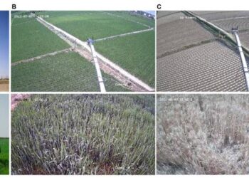 Photos of the towers (left), green crops (middle), non-fluorescent surface (bare soil or senescent wheat without chlorophyll) (right) at the DM (top) and XTS (bottom) sites.