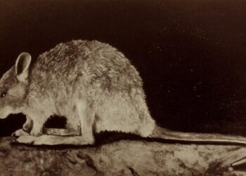 Desert rat-kangaroo (Caloprymnus campestris)
