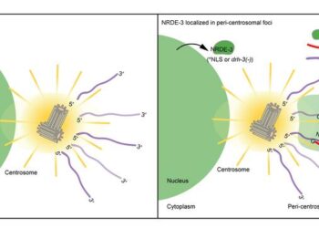 A working model for peri-centrosomal localization of NRDE-3/siRNAs in C. elegans.