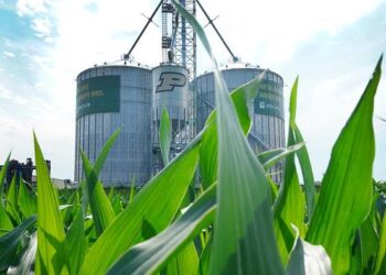 Grain-dust explosion scenarios