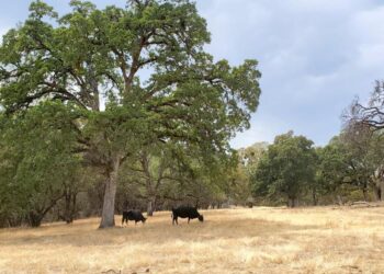 Cattle Roaming