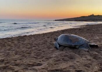 A green turtle returning to the sea