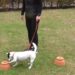 Dog during olfactory task