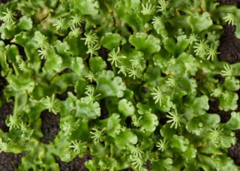 Marchantia polymorpha is a powerful model for genetic studies