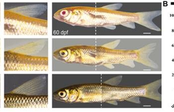 Efficient disruption of tyrb resulted in albino phenotype in F0 grass carp mutants