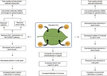 A schematic diagram outlining a generalized functional response by C3 plant species to elevated CO2.
