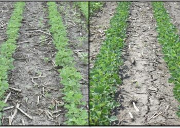Early-planted and Conventional-planted Soybean at POST.