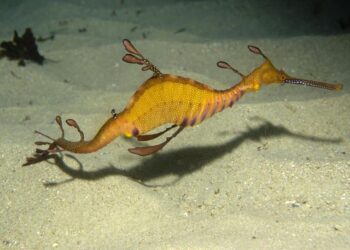 Weedy seadragon