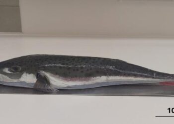 Specimen of Lagocephalus sceleratus from Medulin Bay, Croatia.