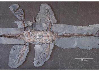 Skeleton of MH 7 exposed in ventral view.