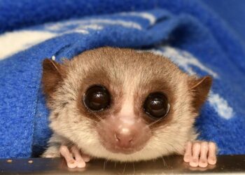 What lemurs can teach us about healthy aging