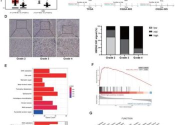 High expression of HMGN2 associated with poor prognosis in patients with glioma.