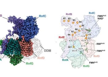 Rnf complex