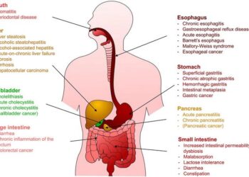 Acute and chronic pathological effects of ethanol on the digestive system