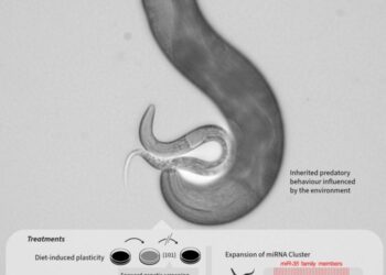 Microscopic image nematodes