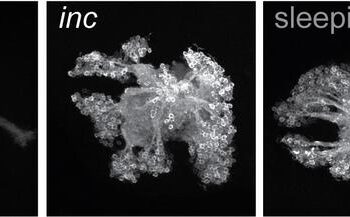 Insomniac fruit fly mutants show enhanced memory despite severe sleep loss