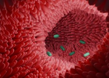 3D illustration of Clostridium scindens in the intestine.