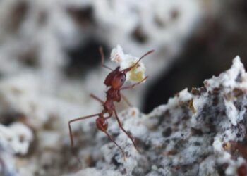 Leafcutter ants recognize and fight pathogen even 30 days after initial contamination, study shows