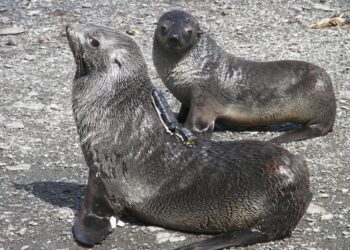 250319-Iwata-Biologging-Seals