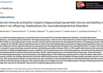Maternal immune activation impairs hippocampal pyramidal neuron excitability in newborn rat offspring