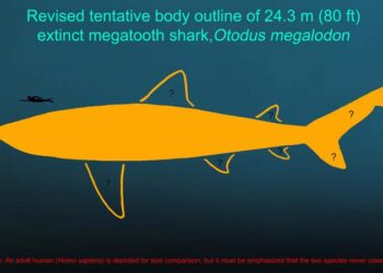 Revised tentative body outline of 24.3 meters (80 feet) extinct megatooth shark, Otodus megalodon